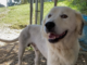 Pet of the Week: Take some tea with Percy!