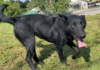 Pet of the Week: Enjoy autumn with Greta!