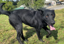 Pet of the Week: Enjoy autumn with Greta!