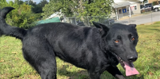 Pet of the Week: Enjoy autumn with Greta!