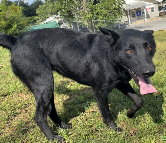 Pet of the Week: Enjoy autumn with Greta!