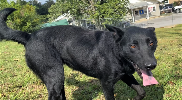 Pet of the Week: Enjoy autumn with Greta!