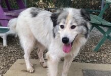 (Bonus) Pet of the Week: Frolic in the leaves with Fluffy!