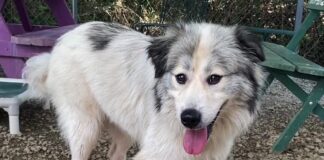 (Bonus) Pet of the Week: Frolic in the leaves with Fluffy!