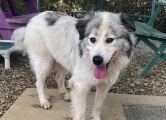 (Bonus) Pet of the Week: Frolic in the leaves with Fluffy!