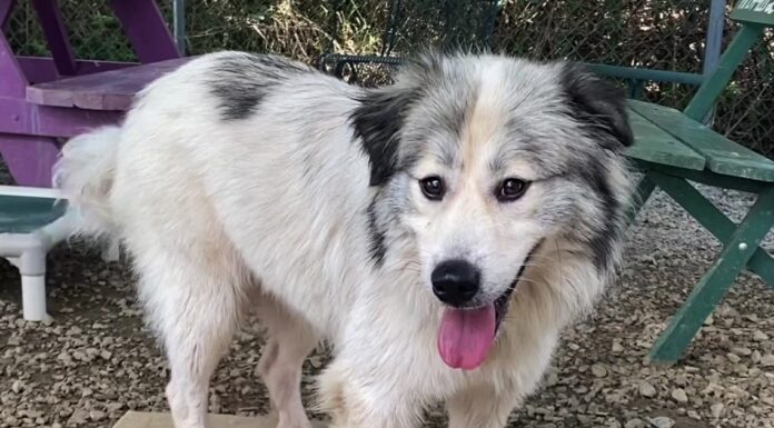 (Bonus) Pet of the Week: Frolic in the leaves with Fluffy!