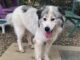 (Bonus) Pet of the Week: Frolic in the leaves with Fluffy!