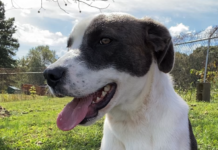 Pet of the Week: Find a friend in Alphie!