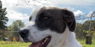 Pet of the Week: Find a friend in Alphie!