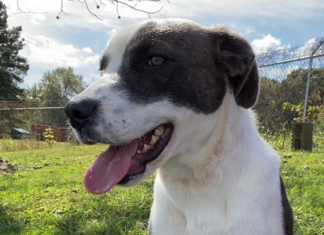 Pet of the Week: Find a friend in Alphie!