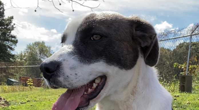 Pet of the Week: Find a friend in Alphie!