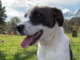 Pet of the Week: Find a friend in Alphie!