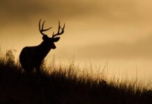 Begin deer season with food safety in mind