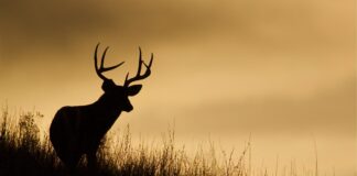 Begin deer season with food safety in mind