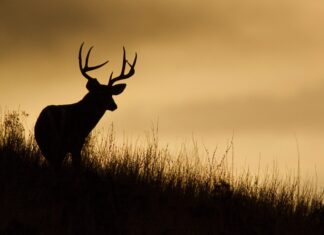 Begin deer season with food safety in mind
