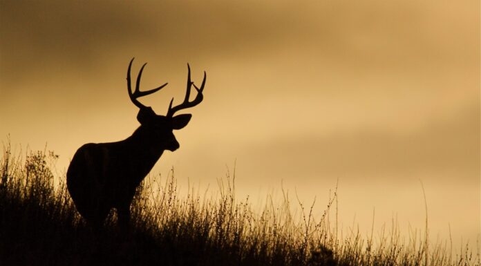 Begin deer season with food safety in mind