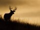 Begin deer season with food safety in mind