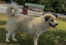 (Bonus) Pet of the Week: Help Toby find his forever home!