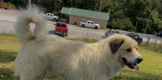 (Bonus) Pet of the Week: Help Toby find his forever home!