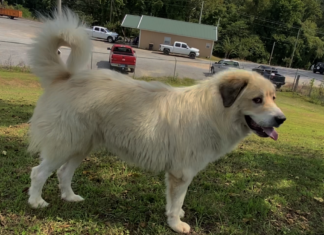(Bonus) Pet of the Week: Help Toby find his forever home!