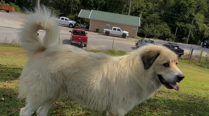 (Bonus) Pet of the Week: Help Toby find his forever home!