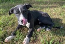 Pet of the Week: Take a fall stroll with Skippy!