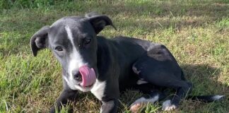 Pet of the Week: Take a fall stroll with Skippy!