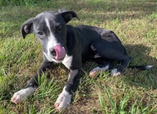 Pet of the Week: Take a fall stroll with Skippy!