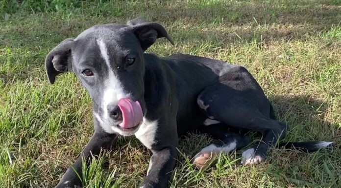 Pet of the Week: Take a fall stroll with Skippy!