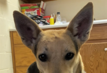 Pet of the Week: Enjoy a movie with Polly!