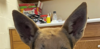 Pet of the Week: Enjoy a movie with Polly!