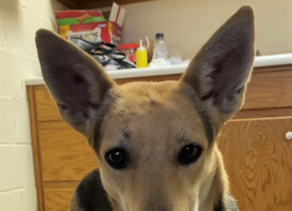 Pet of the Week: Enjoy a movie with Polly!