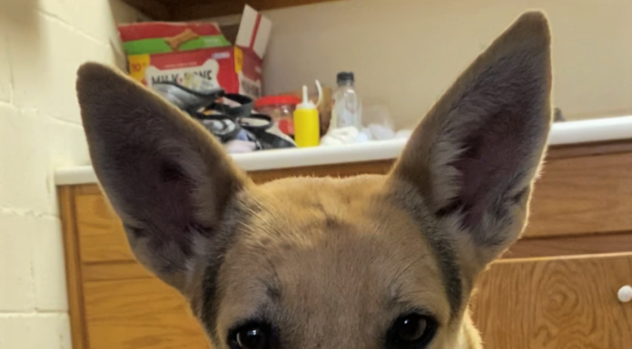 Pet of the Week: Enjoy a movie with Polly!