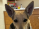 Pet of the Week: Enjoy a movie with Polly!