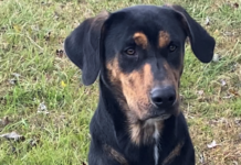 Pet of the Week: Strike up the band with Banjo!