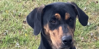 Pet of the Week: Strike up the band with Banjo!