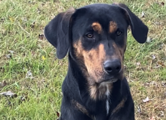 Pet of the Week: Strike up the band with Banjo!