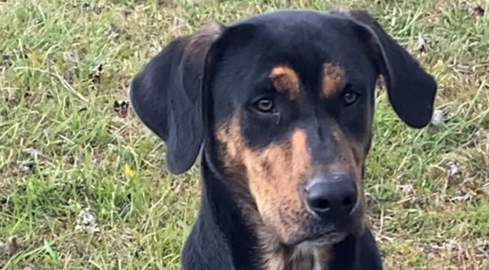 Pet of the Week: Strike up the band with Banjo!