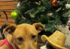 Pet of the Week: Go exploring with Vera!
