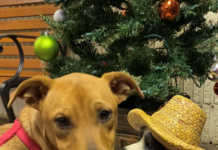 Pet of the Week: Go exploring with Vera!