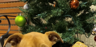 Pet of the Week: Go exploring with Vera!