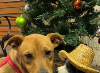 Pet of the Week: Go exploring with Vera!