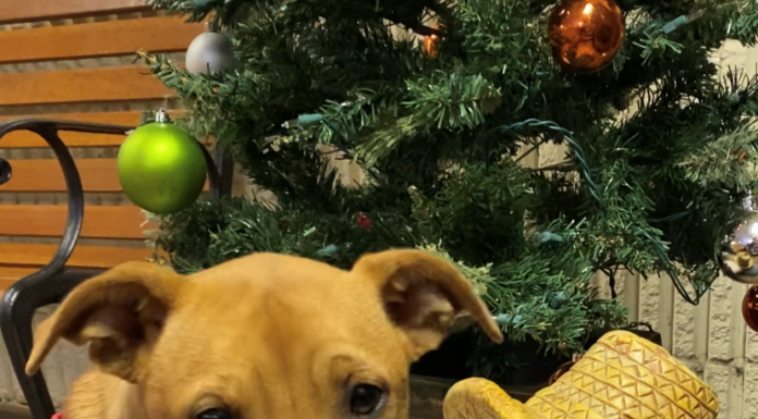 Pet of the Week: Go exploring with Vera!