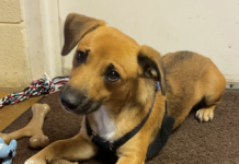 Pet of the Week: Plan a playdate with Lil Tootsie!