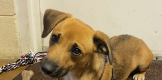 Pet of the Week: Plan a playdate with Lil Tootsie!