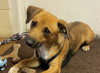 Pet of the Week: Plan a playdate with Lil Tootsie!