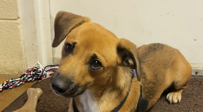 Pet of the Week: Plan a playdate with Lil Tootsie!