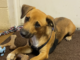 Pet of the Week: Plan a playdate with Lil Tootsie!