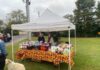 Dirty Dawg Pet Spa & Rescue attends Howl-o-ween in downtown Cullman (Updated)