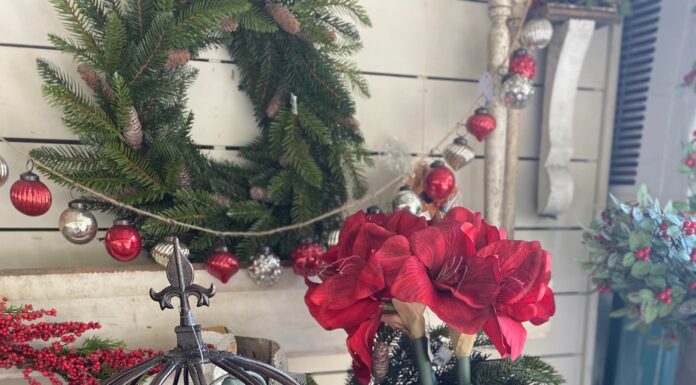 Hartselle based Cedar Grove Farms hosting French Alpine Christmas shopping event